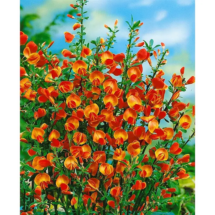 Pflanzen für dich Ginster 40-60 cm - Cytisus scoparius 'Lena', Mehrfarbig - Ein leuchtender Busch mit zahlreichen orange-gelben, erbsenähnlichen Blüten und grünen Blättern vor blauem Himmel.