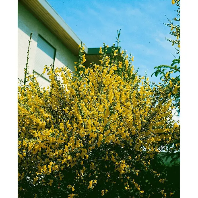 Pflanzen für dich Ginster 40-60 cm - Cytisus scoparius 'Golden Sunlight', Gelb - Üppiger gelb blühender Ginsterstrauch vor einem Haus unter blauem Himmel.