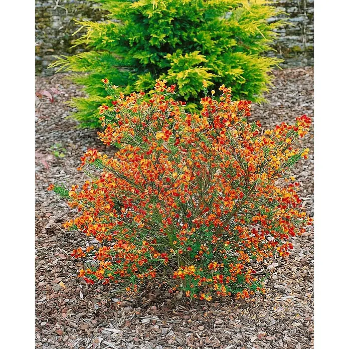 Pflanzen für dich Ginster 40-60 cm - Cytisus scoparius 'Lena', Mehrfarbig - Leuchtender Strauch mit orange-gelben Blüten, in einem Gartenbeet mit Mulch.