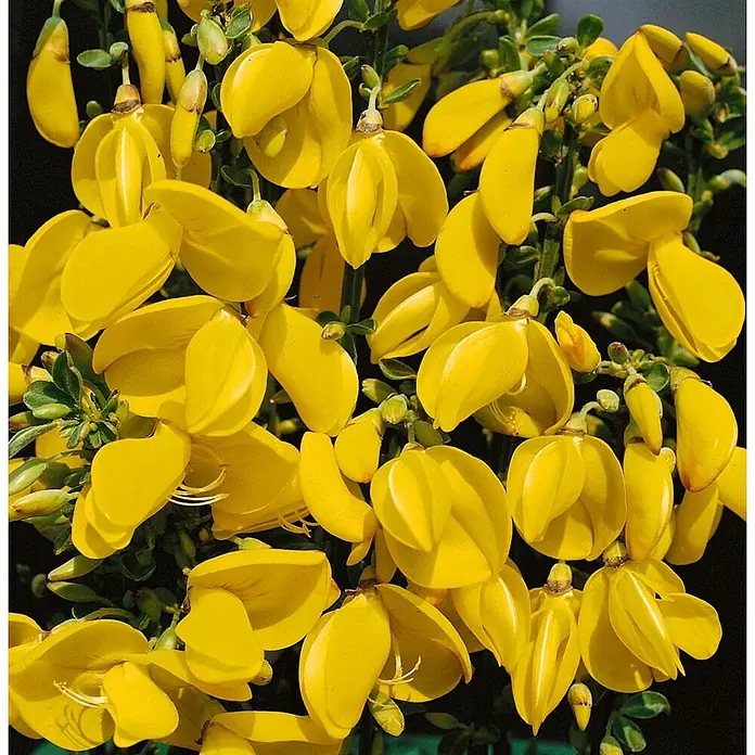 Pflanzen für dich Ginster 40-60 cm - Cytisus scoparius 'Golden Sunlight', Gelb - Leuchtend gelbe Ginsterblüten an grünen Stielen vor dunklem Hintergrund.