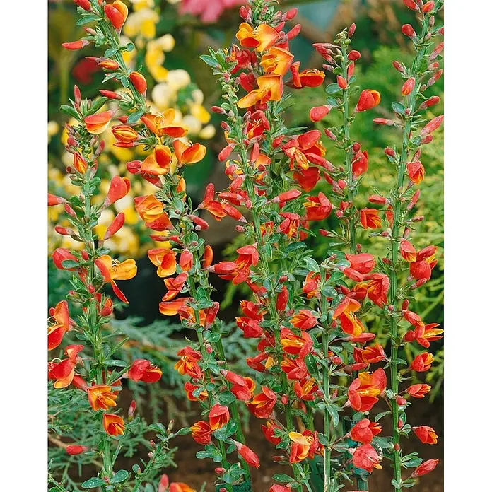 Pflanzen für dich Ginster 40-60 cm - Cytisus scoparius 'Lena', Mehrfarbig - Hohe grüne Stiele mit zahlreichen leuchtenden orangefarbenen und roten Blüten.