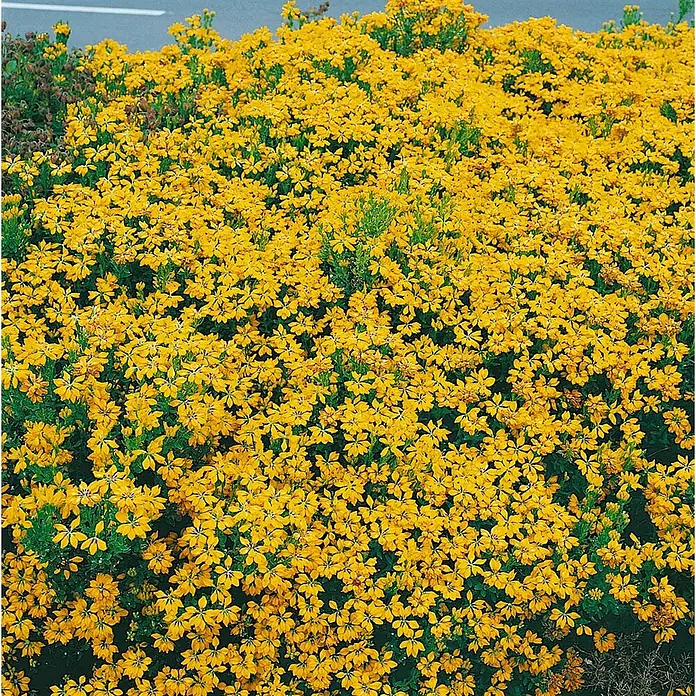 Pflanzen für dich Ginster 20-30 cm - Genista hispanica, Gelb - Dichtes Beet mit leuchtend gelben Blumen und grünem Laub, ideal als Bodendecker oder für die Gartengestaltung.