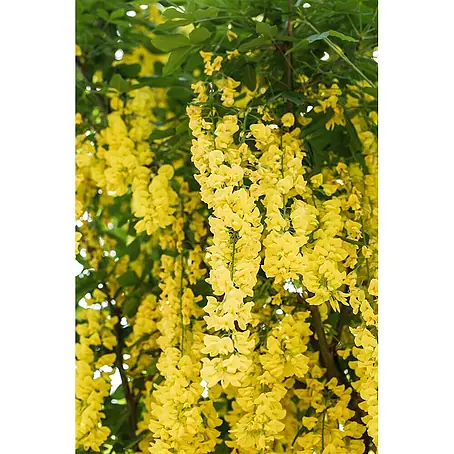 Pflanzen für dich  Ginster 60-100 cm