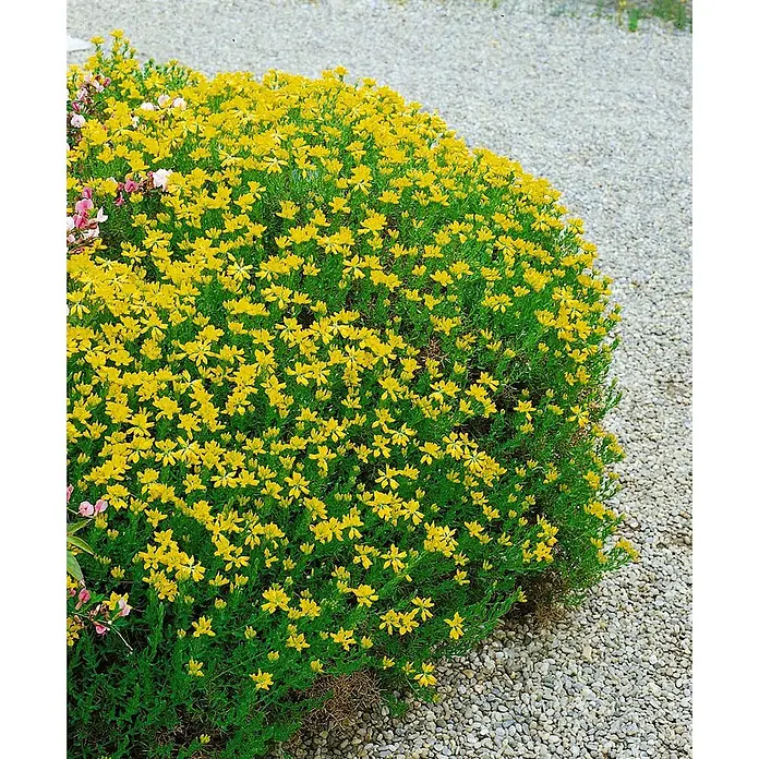 Pflanzen für dich Ginster 20-30 cm - Genista hispanica, Gelb - Dichter Busch mit kleinen gelben Blüten und grünem Laub, wächst neben einem hellen Kiesweg.