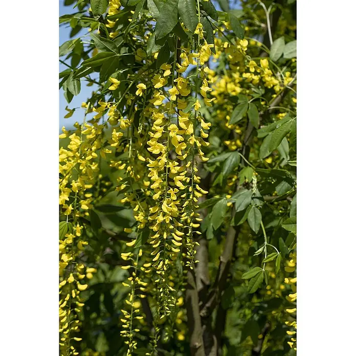 Pflanzen für dich Ginster 60-100 cm - Laburnum × watereri 'Vossii', Gelb - Goldregenbaum mit leuchtend gelben Blüten in hängenden Trauben zwischen grünen Blättern.