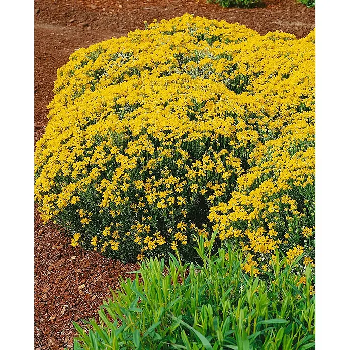 Pflanzen für dich Ginster 20-30 cm - Genista hispanica, Gelb - Dichter Busch mit leuchtend gelben Blüten, blühend im Garten.