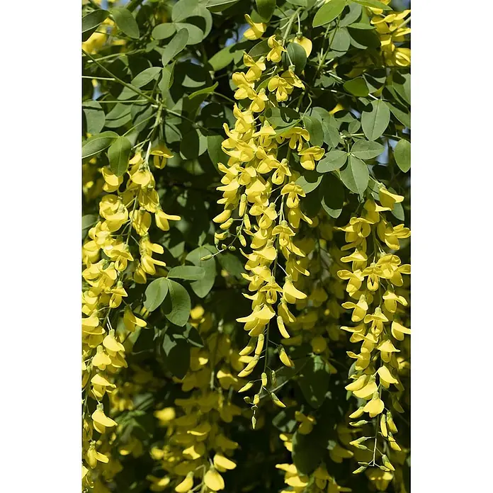 Pflanzen für dich Ginster 60-100 cm - Laburnum × watereri 'Vossii', Gelb - Leuchtend gelbe, hängende Goldregenblüten mit grünem Laub.