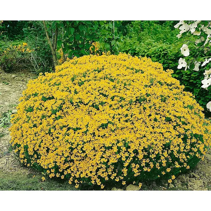 Pflanzen für dich Ginster 20-30 cm - Genista hispanica, Gelb - Dichter, runder Busch bedeckt mit leuchtend gelben Blüten im Garten.