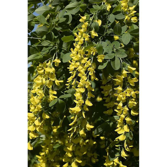 Pflanzen für dich Ginster 60-100 cm - Laburnum × watereri 'Vossii', Gelb - Goldgelbe Blüten kaskadieren an einer Pflanze mit grünen Blättern.