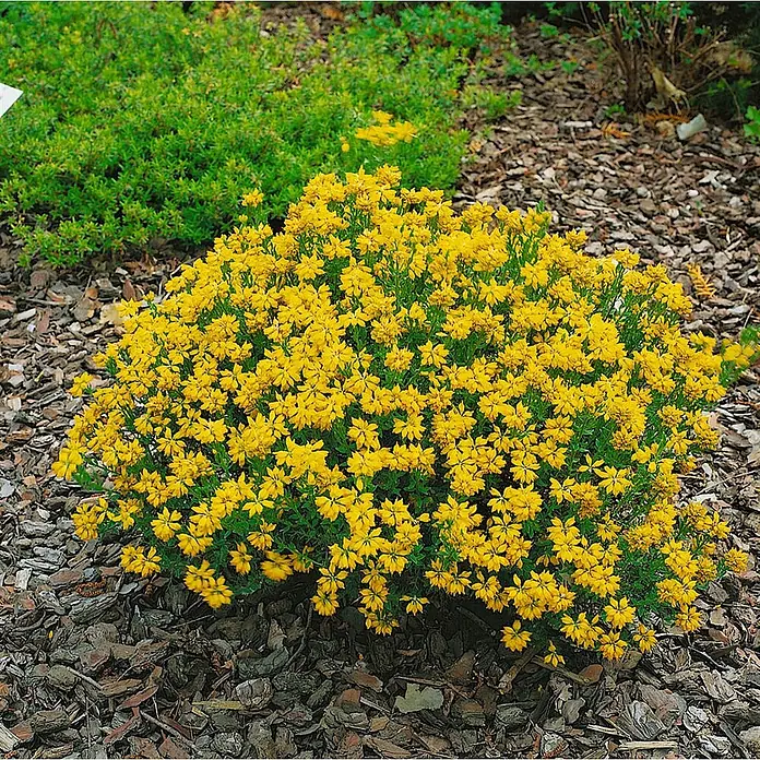 Pflanzen für dich Ginster 20-30 cm - Genista hispanica, Gelb - Leuchtend gelb blühender Strauch mit grünen Blättern, gepflanzt in einem Beet mit Rindenmulch.
