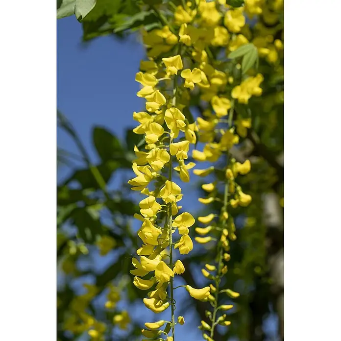 Pflanzen für dich Ginster 60-100 cm - Laburnum × watereri 'Vossii', Gelb - Leuchtend gelbe Blüten hängen in herabhängenden Trauben vor blauem Himmel mit grünem Laub.