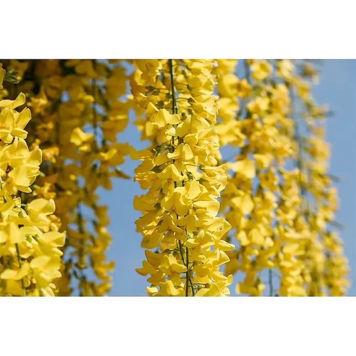Pflanzen für dich Ginster 60-100 cm - Laburnum × watereri 'Vossii', Gelb - Leuchtend gelbe Blüten hängen vor einem klaren blauen Himmel herab.