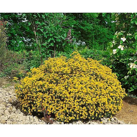 Pflanzen für dich  Ginster 20-30 cm