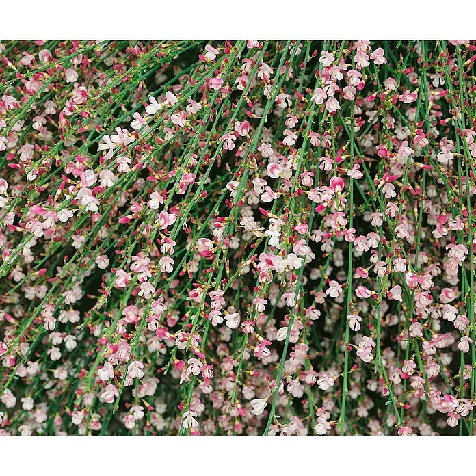 Pflanzen für dich Ginster 40-50 cm - Cytisus scoparius 'Moyclare Pink', Rosa - Zierpflanze mit zarten rosa-weißen Blüten an zahlreichen schlanken grünen Stängeln.