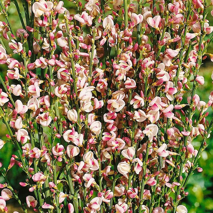 Pflanzen für dich Ginster 60-80 cm - Cytisus scoparius 'Dorothy Walpole', Mehrfarbig - Nahaufnahme einer blühenden Pflanze mit zahlreichen kleinen rosa-weißen Blüten an grünen Stielen.