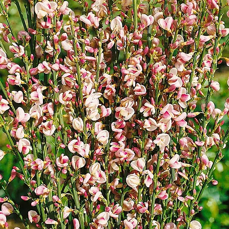 Pflanzen für dich  Ginster 'Dorothy Walpole' 60-80 cm