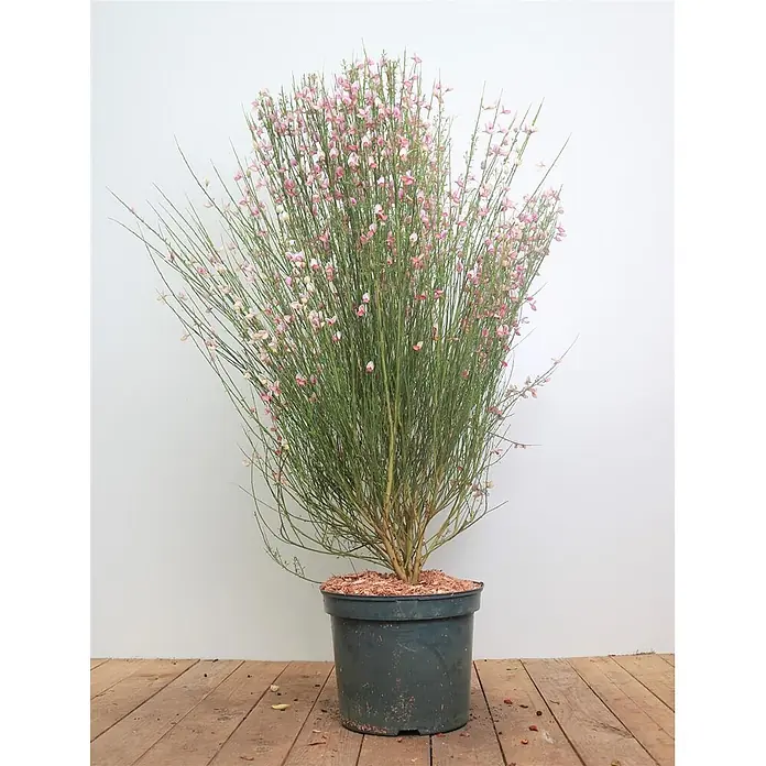 Pflanzen für dich Ginster 60-80 cm - Cytisus scoparius 'Moyclare Pink', Rosa - Eine leuchtend grüne Pflanze mit schlanken Stängeln und kleinen rosa Blüten, in einem dunklen Topf mit Rindenmulch.
