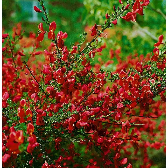 Pflanzen für dich Ginster 60-80 cm - Cytisus scoparius 'Red Wings', Mehrfarbig - Rot blühender Strauch mit vielen kleinen, leuchtend roten Blüten und grünem Laub.
