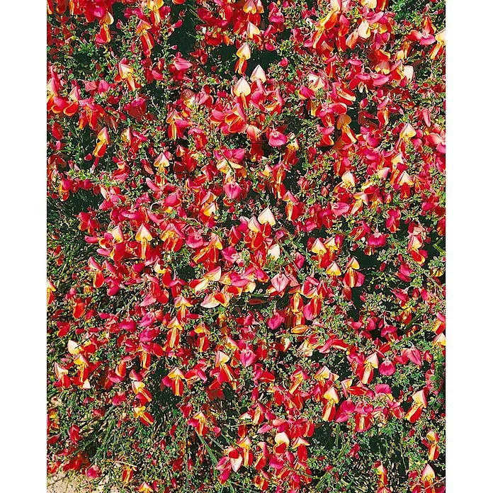 Pflanzen für dich Ginster 40-60 cm - Cytisus scoparius 'Goldfinch', Mehrfarbig - Dichter Busch mit zahlreichen kleinen roten und gelben Blüten zwischen grünen Blättern.
