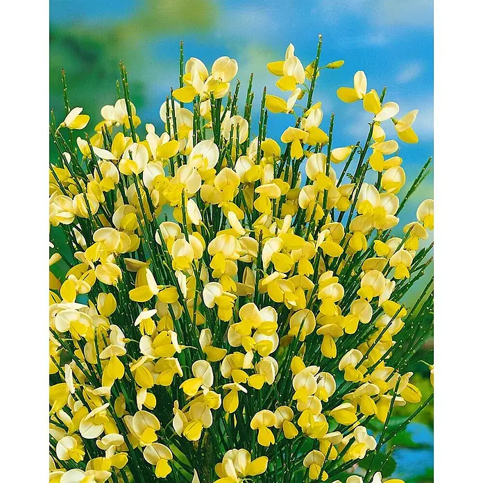 Pflanzen für dich Ginster 20-30 cm - Cytisus scoparius 'Dukaat', Gelb - Dichter Strauß leuchtend gelber und cremefarbener Blüten mit schlanken grünen Stielen vor weichem blau-grünem Hintergrund.