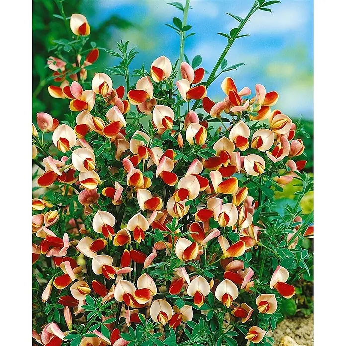 Pflanzen für dich Ginster 40-60 cm - Cytisus scoparius 'Goldfinch', Mehrfarbig - Blühender Strauch mit zahlreichen cremefarbenen und rot-orangen schmetterlingsartigen Blüten und grünen Blättern.