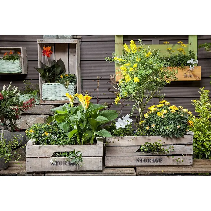 Pflanzen für dich Ginster 40-60 cm - Cytisus nigricans 'Cyni', Gelb - Holzkisten und geflochtene Körbe als Pflanzgefäße in einem lebhaften Gartenambiente.