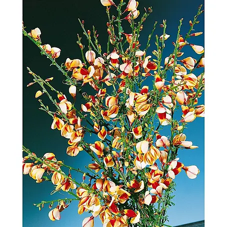 Pflanzen für dich  Ginster 60-80 cm