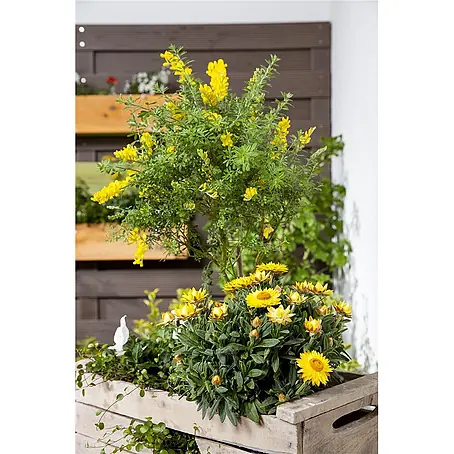 Pflanzen für dich  Ginster 40-60 cm