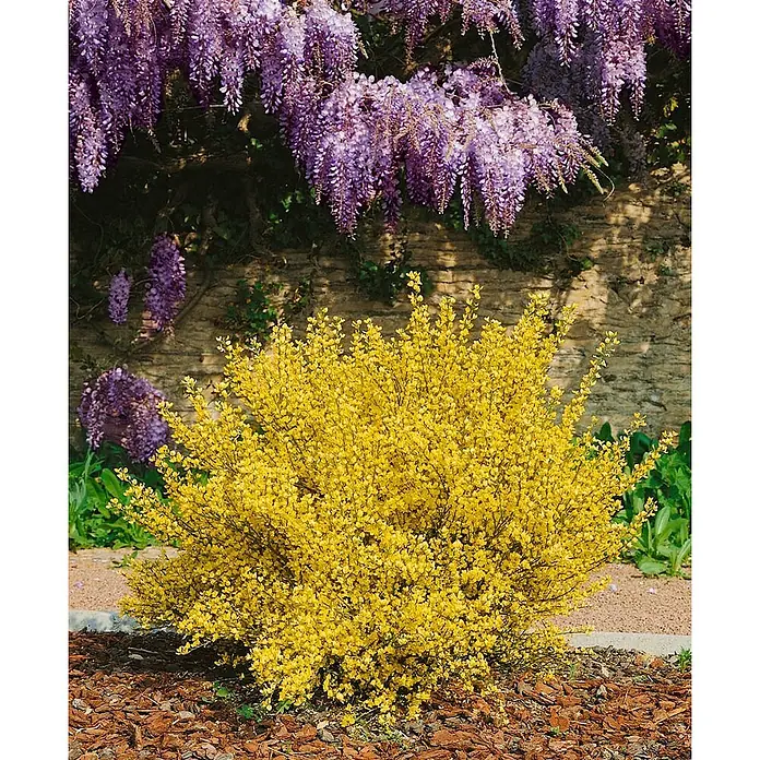 Pflanzen für dich Ginster 30-40 cm - Cytisus praecox 'Allgold', Gelb - Ein leuchtend gelber Ginsterstrauch in voller Blüte, mit herabhängendem lila Blauregen im Hintergrund.