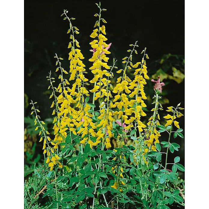 Pflanzen für dich Ginster 40-60 cm - Cytisus nigricans 'Cyni', Gelb - Hohe Stängel mit leuchtend gelben, erbsenartigen Blüten und sattgrünen Blättern in einer Gartenumgebung.