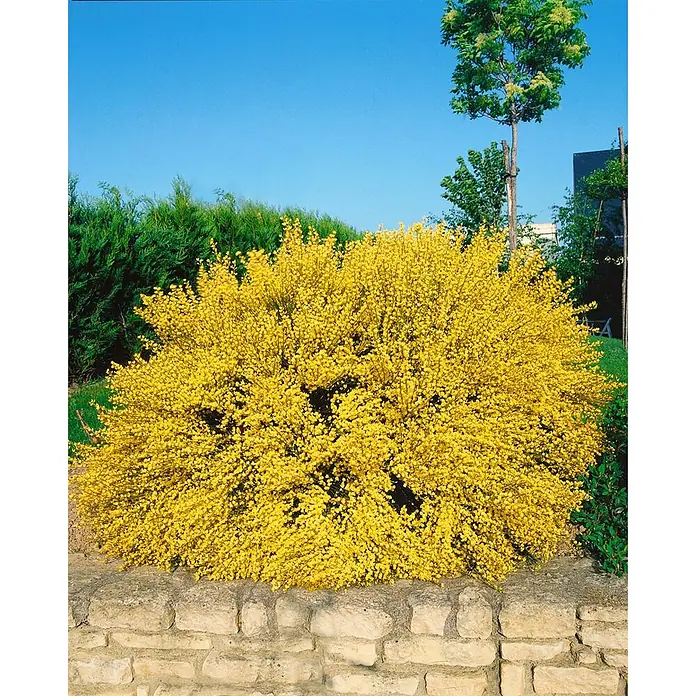 Pflanzen für dich Ginster 30-40 cm - Cytisus praecox 'Allgold', Gelb - Ein großer, runder Strauch mit kleinen, leuchtend gelben Blüten, über einer hellen Steinmauer gepflanzt.