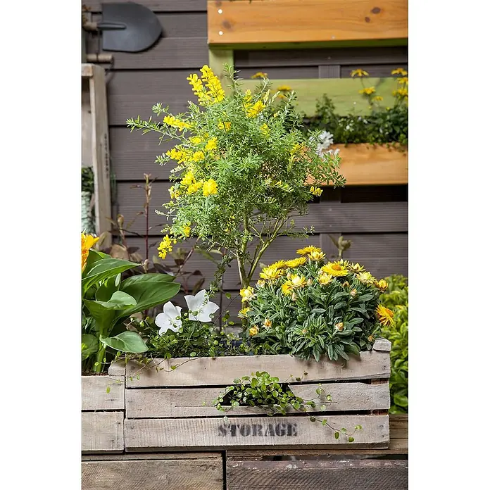 Pflanzen für dich Ginster 40-60 cm - Cytisus nigricans 'Cyni', Gelb - Holzkisten, eine mit „STORAGE“ beschriftet, als Pflanzgefäße für gelbe und weiße Blumen in einem gestuften Gartenarrangement.