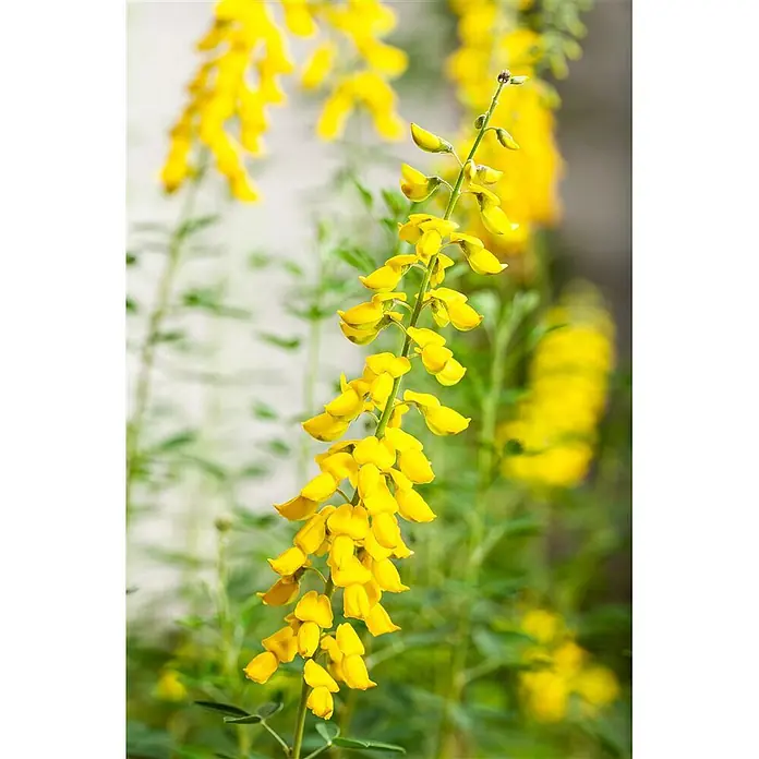 Pflanzen für dich Ginster 40-60 cm - Cytisus nigricans 'Cyni', Gelb - Leuchtend gelbe Blüten an einem vertikalen Stiel angeordnet.