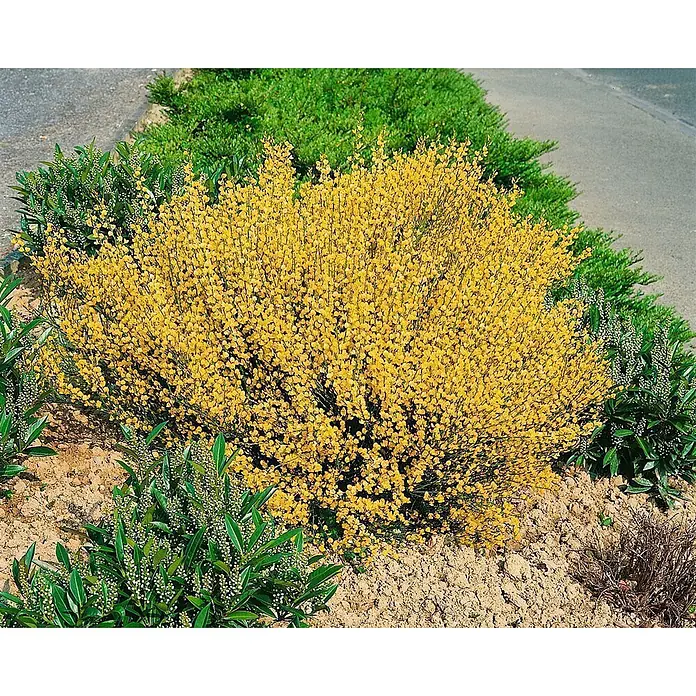 Pflanzen für dich Ginster 30-40 cm - Cytisus praecox 'Allgold', Gelb - Ein leuchtend gelber blühender Ginsterstrauch in einem Gartenbeet mit Grünpflanzen und einem Weg im Hintergrund.