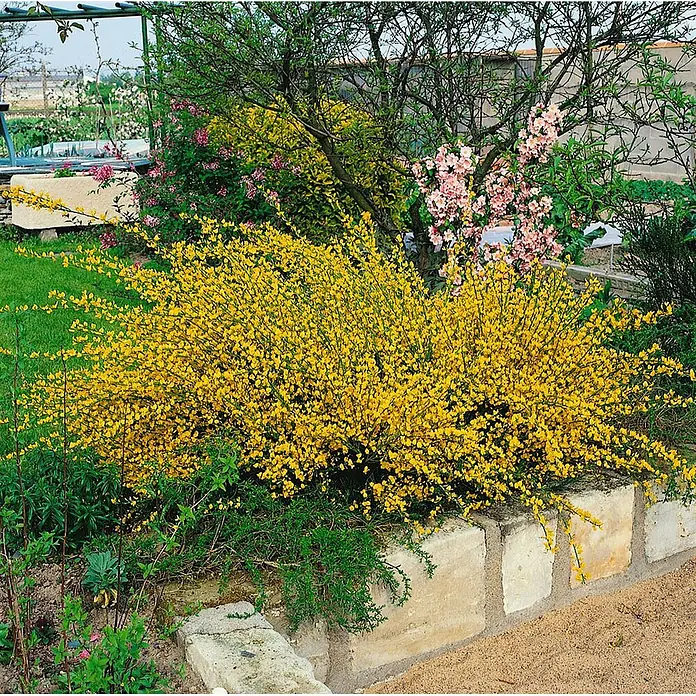 Pflanzen für dich Ginster 30-40 cm - Cytisus praecox 'Allgold', Gelb - Ein üppiger, leuchtend gelb blühender Strauch, vermutlich Ginster, mit unzähligen kleinen Blüten in einem Garten mit Steinbegrenzung.