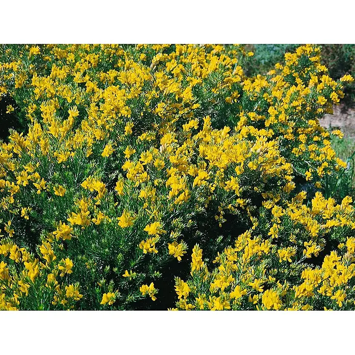 Pflanzen für dich Ginster 20-30 cm - Genista germanica, Gelb - Ein dichter Busch, bedeckt mit leuchtend gelben Blüten, mit grünem Laub zwischen den Blüten.