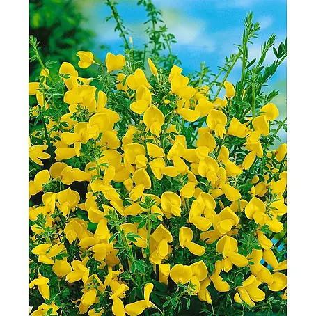 Pflanzen für dich  Ginster 60-80 cm