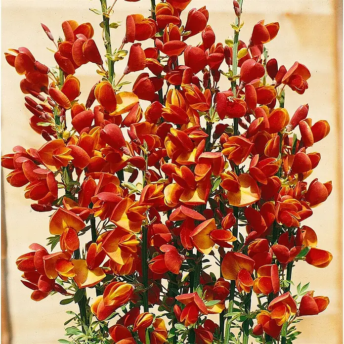 Pflanzen für dich Ginster 30-40 cm - Cytisus beanii, Gelb - Lebhafte rot-gelbe schmetterlingsartige Blüten an grünen Stängeln.