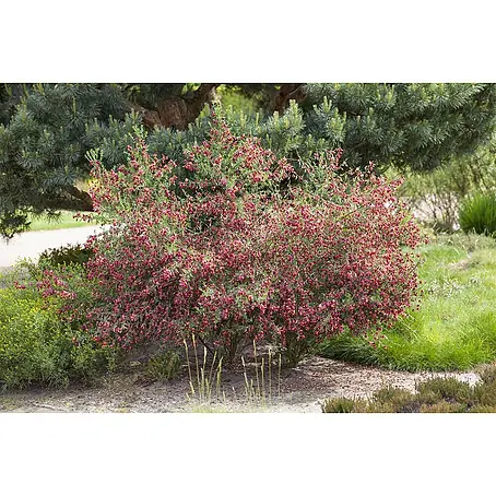 Pflanzen für dich  Ginster 60-80 cm
