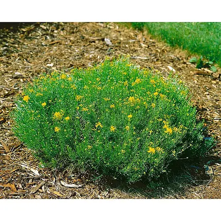 Pflanzen für dich  Ginster 20-30 cm