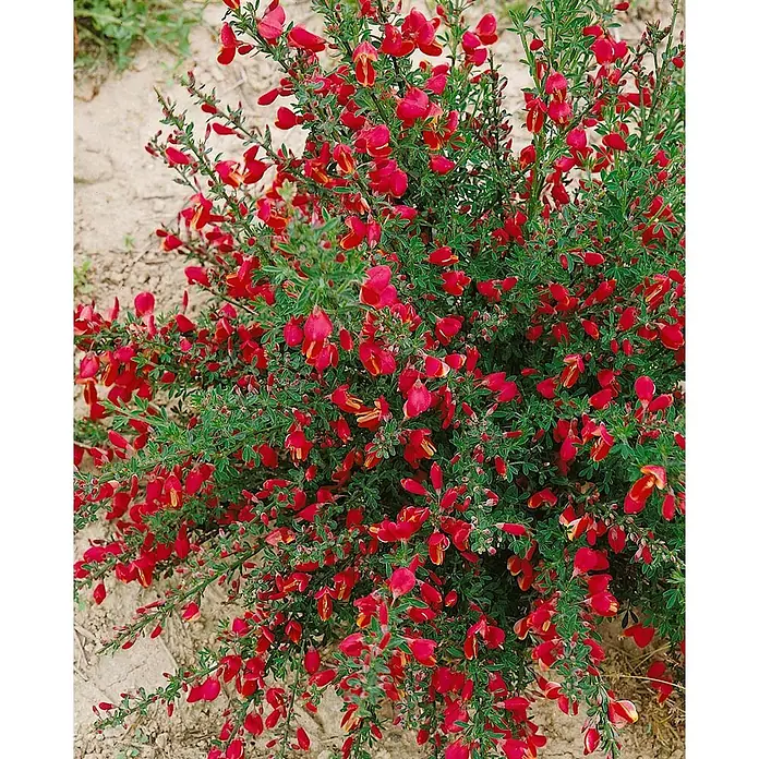 Pflanzen für dich Ginster 60-80 cm - Cytisus scoparius 'Windlesham Ruby', Rot - Lebhafte rote Blüten an einer Pflanze mit grünen Blättern.