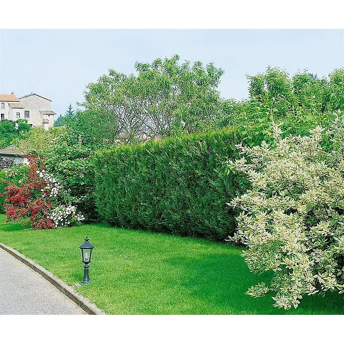 Pflanzen für dich Lebensbaum 60-80 cm - Thuja plicata 'Atrovirens', Aktuelle Wuchshöhe: 60 cm - 80 cm - Kleine schwarze Gartenlaterne auf einem Rasen neben einem gepflasterten Weg.