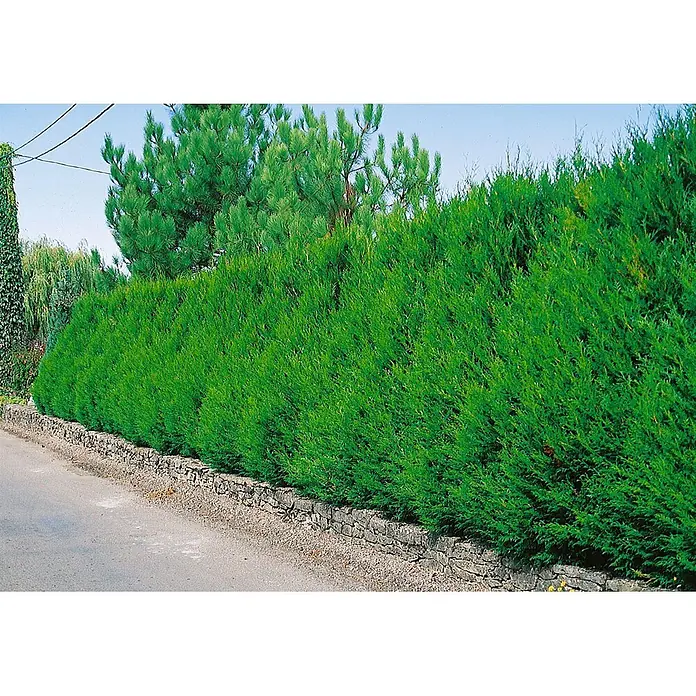 Pflanzen für dich Lebensbaum 60-80 cm - Thuja plicata 'Atrovirens', Aktuelle Wuchshöhe: 60 cm - 80 cm - Eine dichte, leuchtend grüne Koniferenhecke säumt eine asphaltierte Straße, auf einer niedrigen Steinmauer platziert.