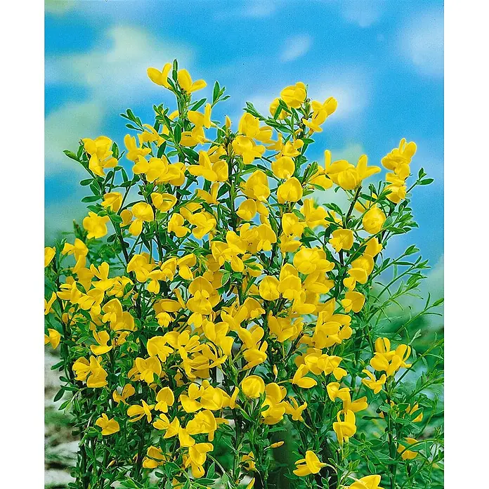 Pflanzen für dich Ginster 30-40 cm - Cytisus beanii, Gelb - Buschige Pflanze mit vielen leuchtend gelben Blüten und grünem Laub vor hellem blauem Himmel.