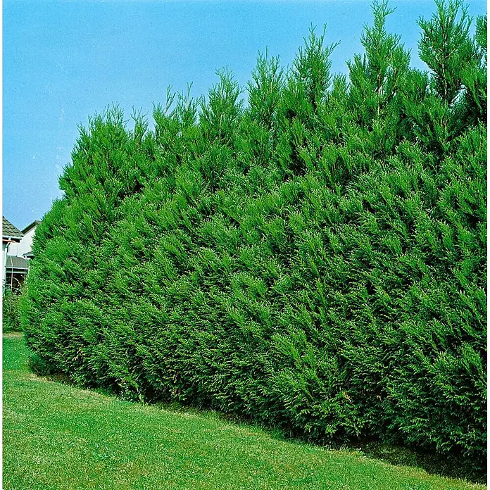 Pflanzen für dich Lebensbaum 60-80 cm - Thuja plicata 'Atrovirens', Aktuelle Wuchshöhe: 60 cm - 80 cm - Dichte, grüne Hecke als Sichtschutz in einer Gartenlandschaft.