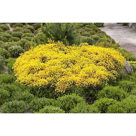 Pflanzen für dich  Ginster 30-40 cm
