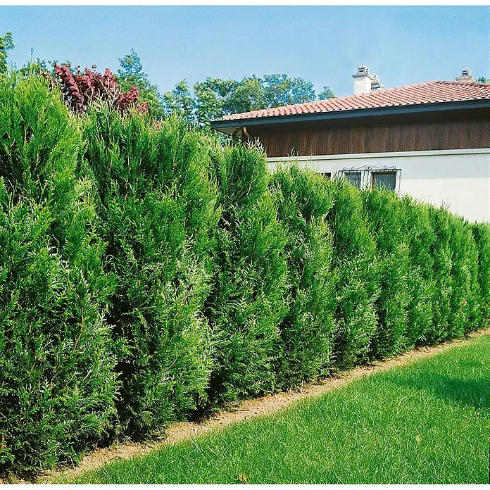 Pflanzen für dich Lebensbaum 60-80 cm - Thuja plicata 'Atrovirens', Aktuelle Wuchshöhe: 60 cm - 80 cm - Dichte, grüne Thujahecke als Sichtschutz zwischen Rasen und Haus.