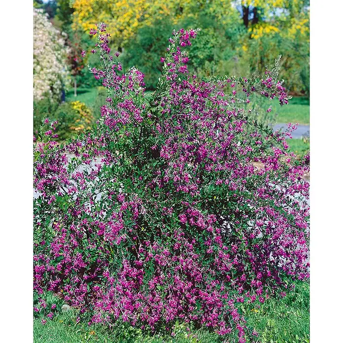 Pflanzen für dich Ginster 30-40 cm - Lespedeza bicolor, Rosa - Leuchtend magentafarbener Blütenstrauch mit grünen Blättern, üppig blühend in einem Garten.