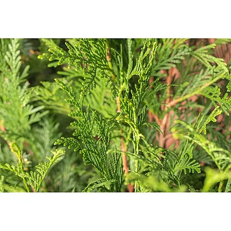 Pflanzen für dich  Lebensbaum 60-80 cm