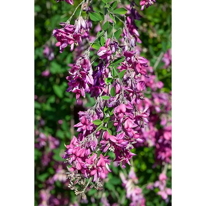 Pflanzen für dich Ginster 30-40 cm - Lespedeza bicolor, Rosa - Leuchtend lila-pinke Blüten in dichten Trauben hängen von Zweigen herab.